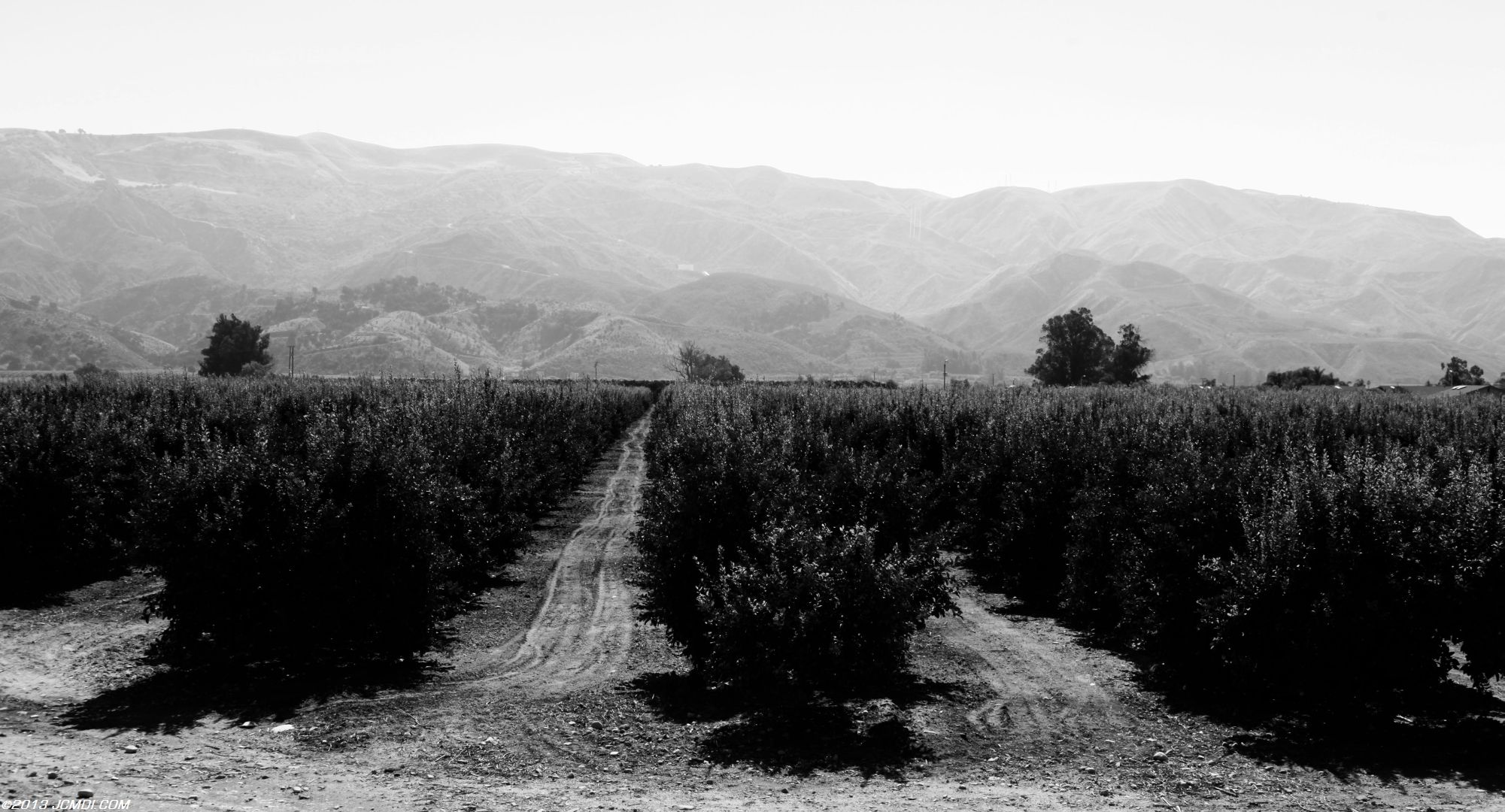Piru orchard wide angle B&W 11/17/2011